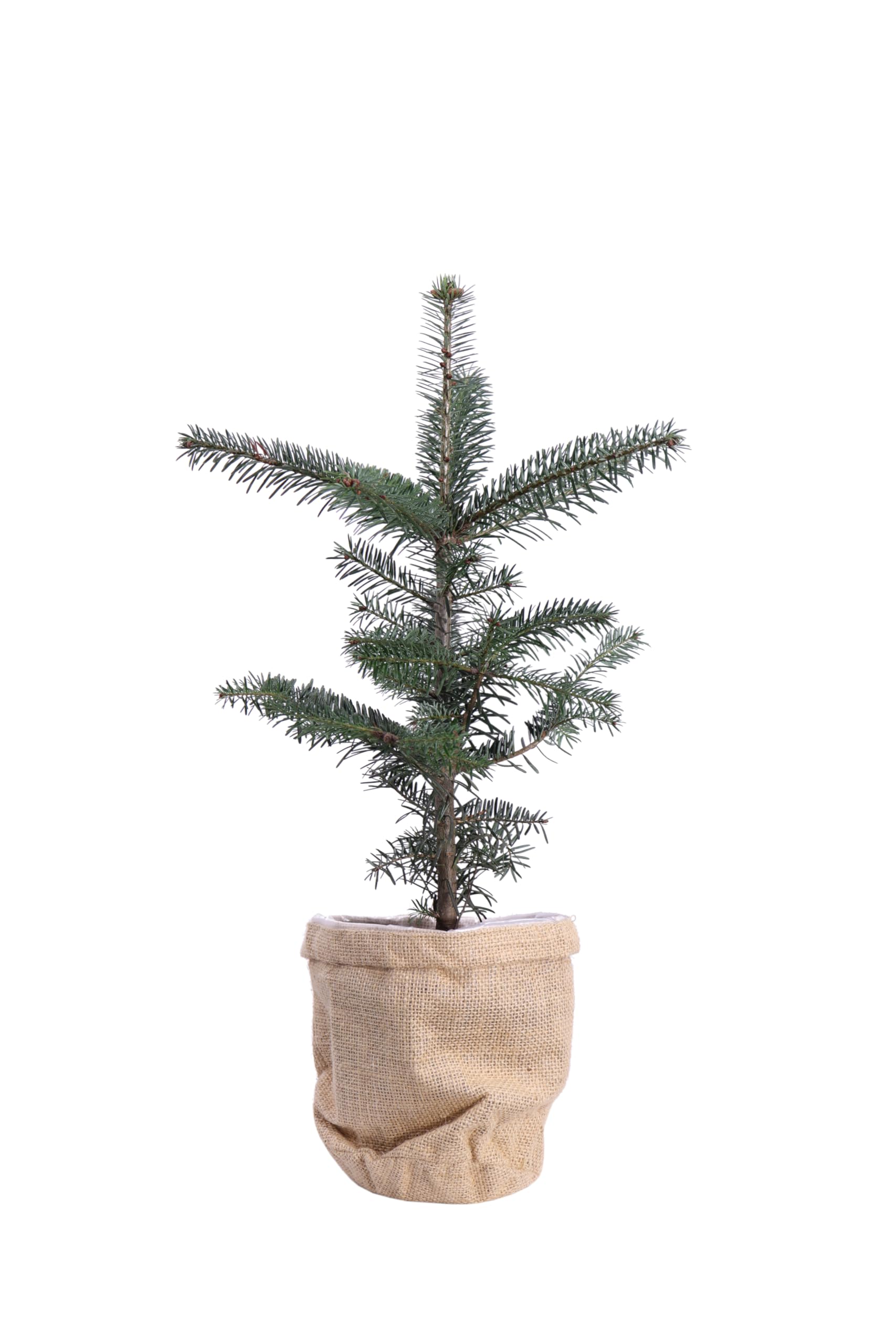Pianta vera di Abete del Caucaso o Abies Nordmanniana - Altezza pianta: 40 cm Diametro vaso: 15 cm - Conifera resistente e facile da coltivare all'esterno