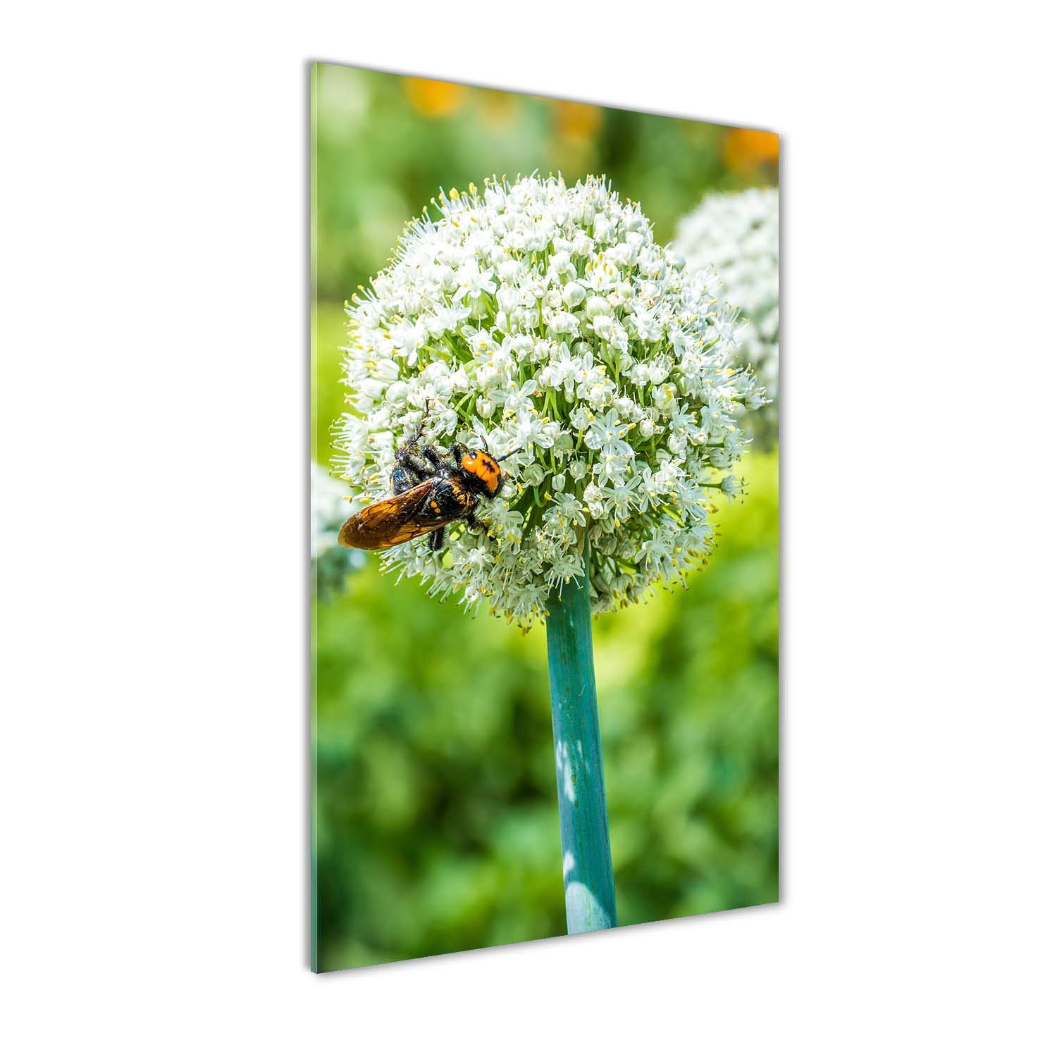 Fleurs d'ail image sur verre acrylique Tulup 60x120 déco murale anti-ternissement