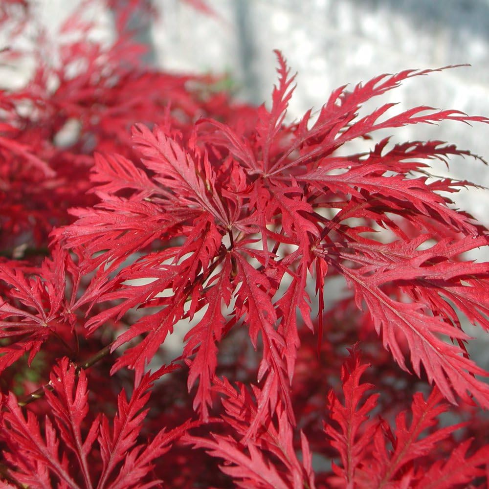 Acer palmatum 'Emerald Lace' Japanese Maple - Stunning Green & Red Foliage - Hardy Ornamental Tree for Gardens and Patio – 1x 3 Litre by Thompson and Morgan