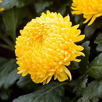 Amazon.com: QAUZUY GARDEN 50 顆黃色硬木花園菊花媽媽菊花種子