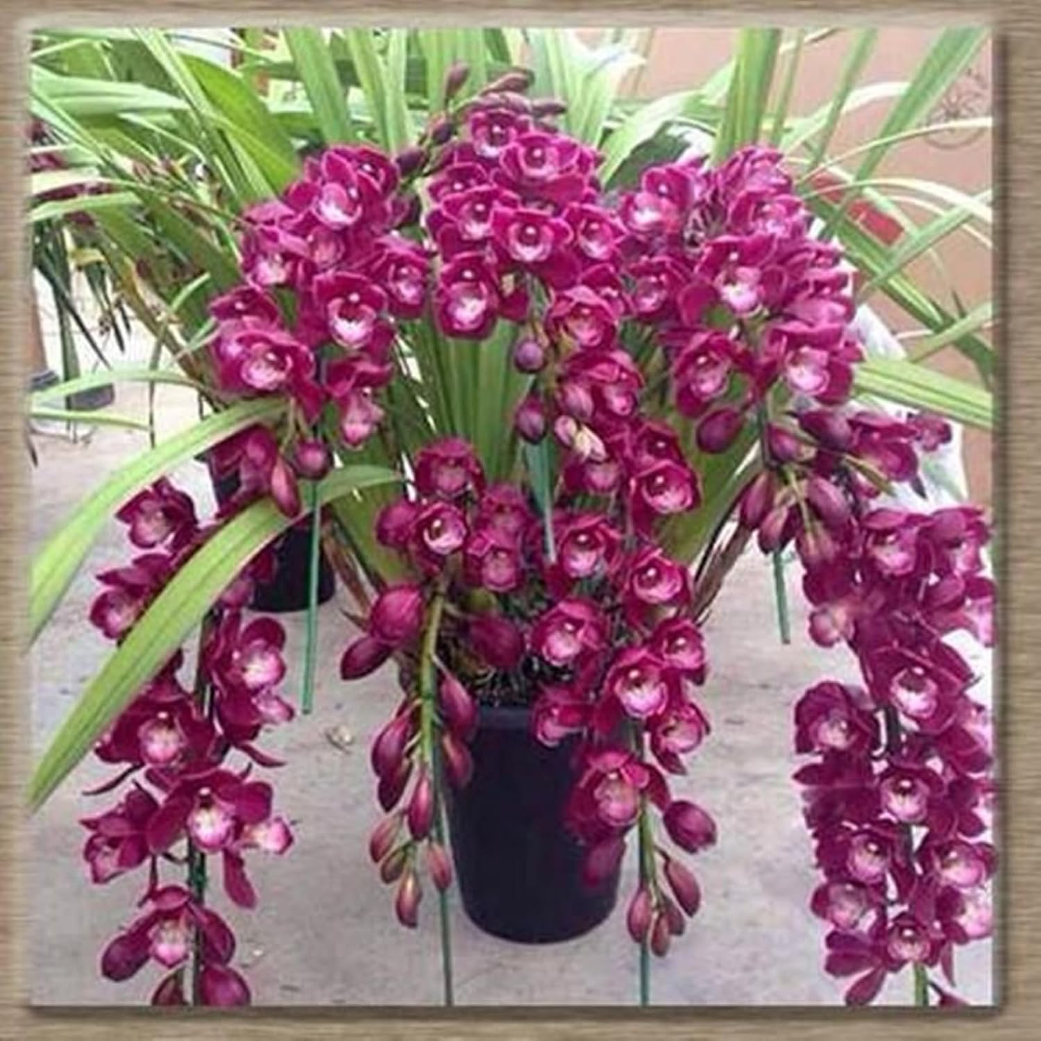 Amazon.com : (Cymbidium for Planting) Simple to Grow Fall or Spring ...