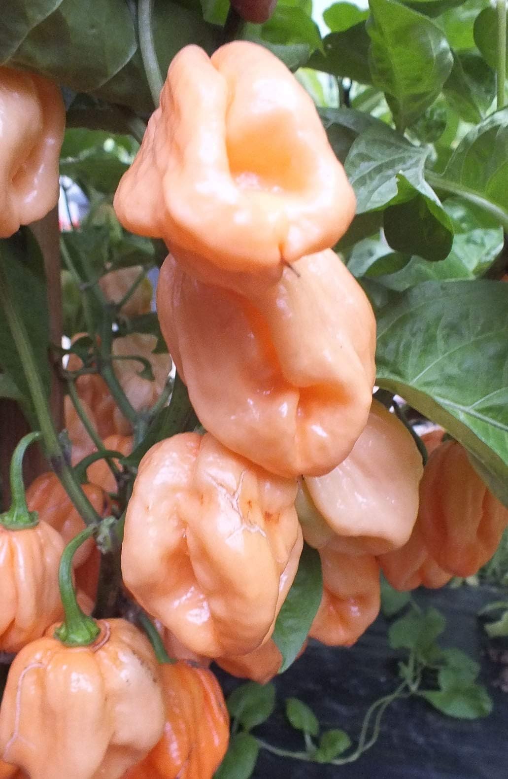 Pink 7 Pot 7pot 7Pod Pepper Premium Seeds for Planting Packet