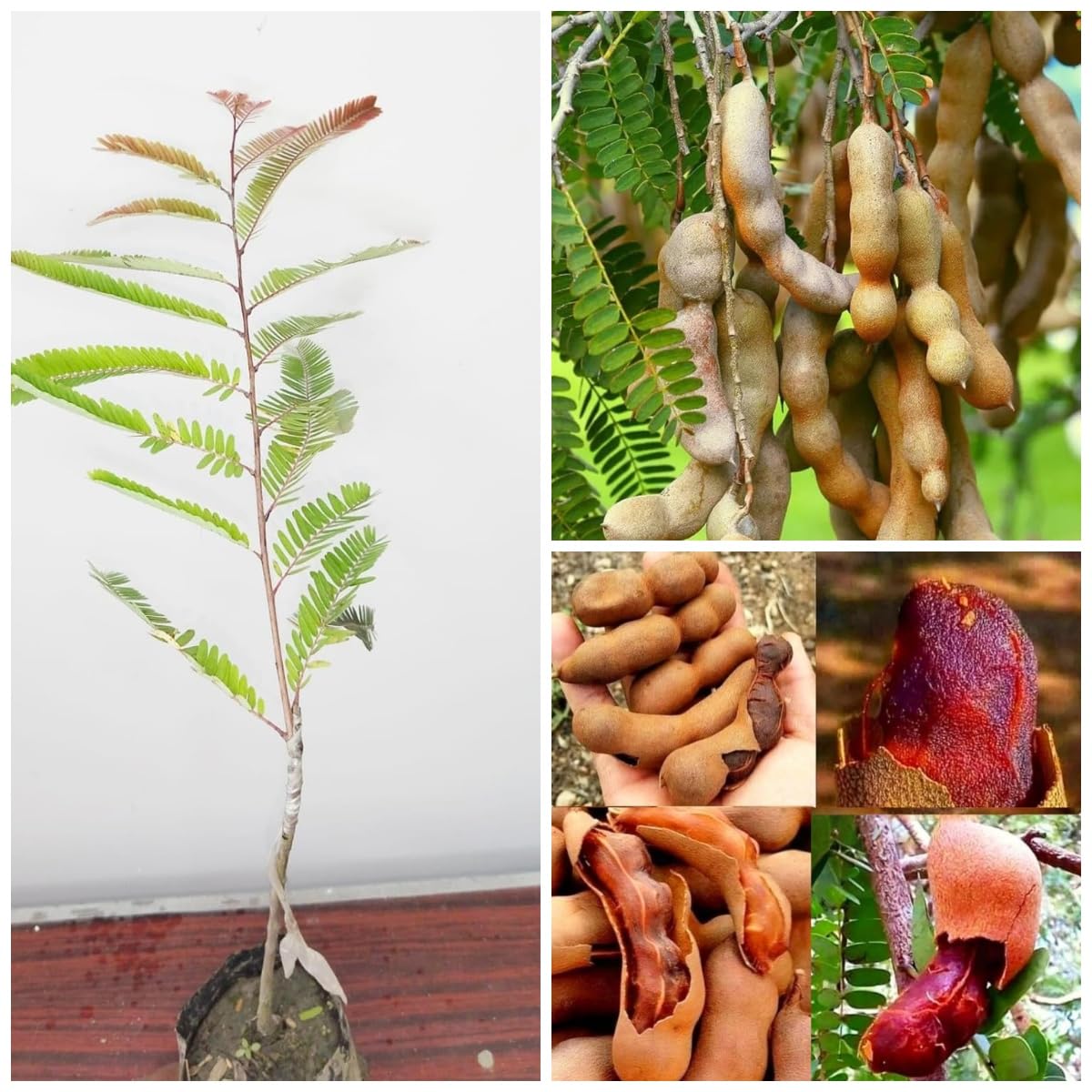 Imli Grafted Fruit Plant (Tamarindus Indica) Exotic Tetul 1 Healthy Tree In PolyBag, Plant Height 2-3 feet For Home Garden,CF_SG201-image-40