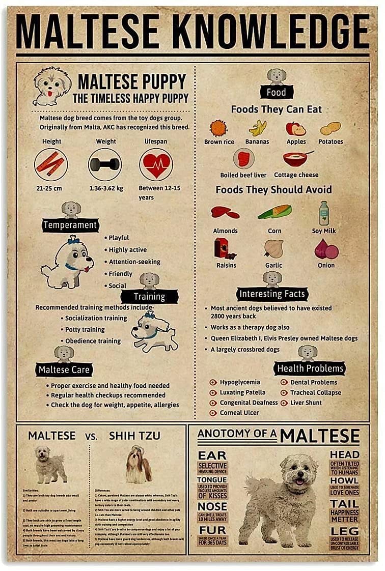 maltese puppy Knowledge Metal Signs, Fun Poster For Bar Kitchen Cafe Farmhouse Wall Decor 12x16 inch