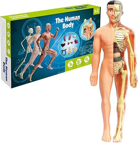 Modelo de anatomía de cuerpo humano para niños, cuerpo humano esponjoso extraíble interactivo para niños de 8 a 12 años, modelo de cuerpo humano