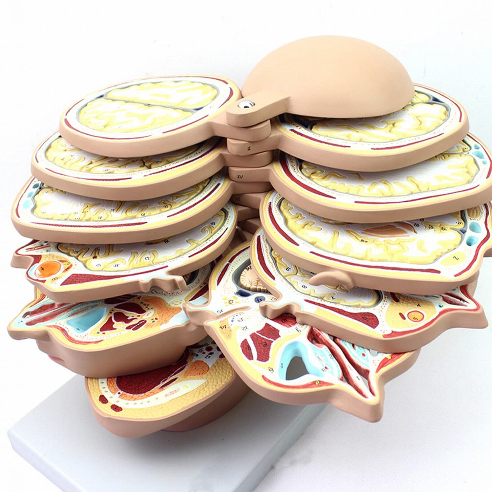 NICHOY 12PCS Human Head and Brain Cross-Section Model Brain Model with Slice Horizontal Section Clear Anatomy Logo Human Body Model Removable Anatomy Model(Color:A,Size:10in)