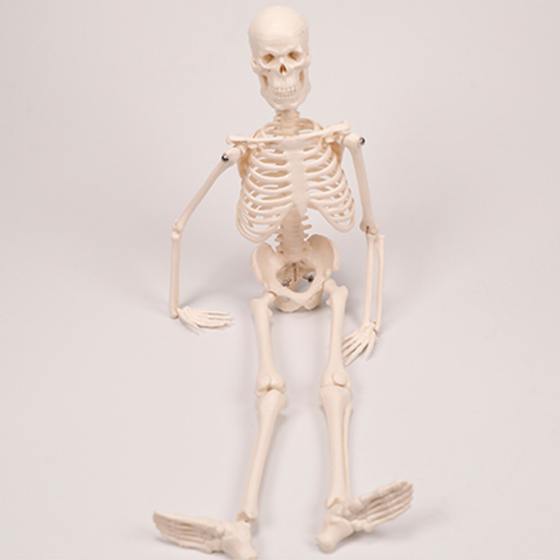 Image of Skeleton Anatomical Human Skeleton Model, a 17-inch mini Human Skeleton Model with Movable arms and Legs, a Scientific Model for Studying the Basic Details of the Human Skeletal System