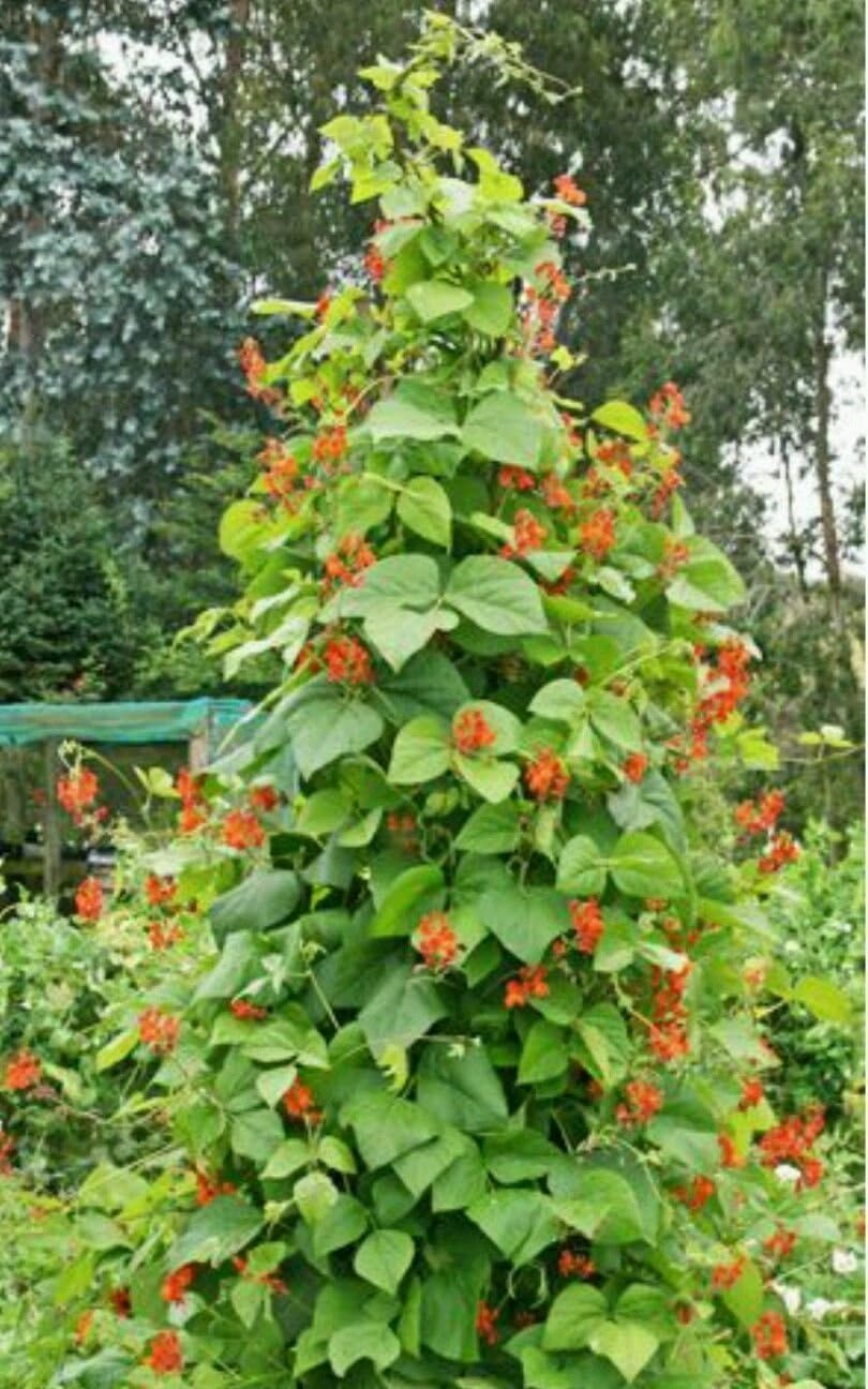 SCARLET RUNNER POLE BEAN30 Seeds Ornamental & Edible! Amazon.ca