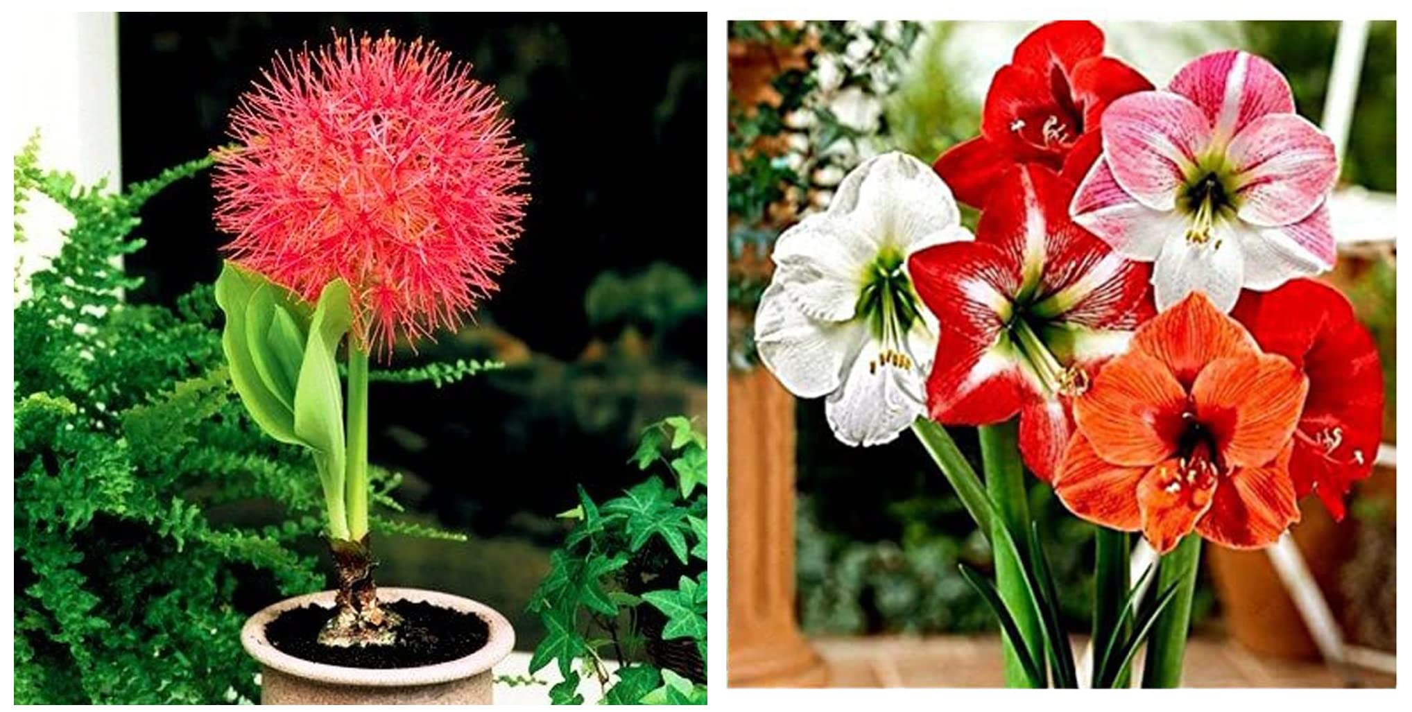 Kraft Seeds Football Lilly Flower Bulbs (8 Bulbs) & Gate Garden Amaryllis Lilly Flower Bulbs Mixed Colorâ€™s Pack of 1 (Total 1 Bulbs) For Home and Small Garden Loverâ€™s