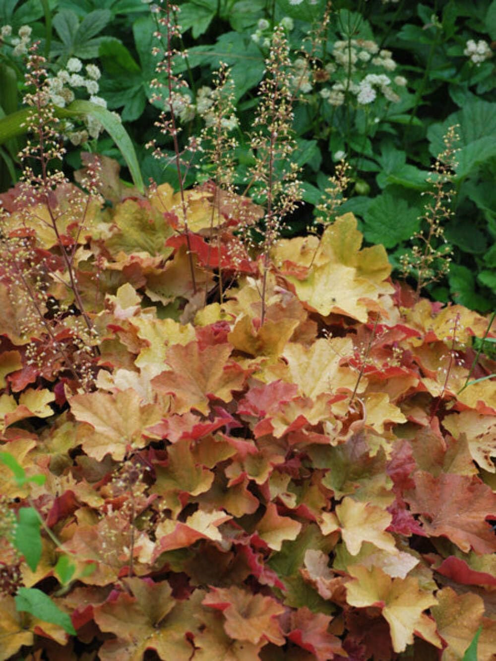 Perennial Farm Marketplace Heuchera v. 'Caramel' (Coral Bells) Perennial, Size-#1 Container, Golden Apricot Foliage