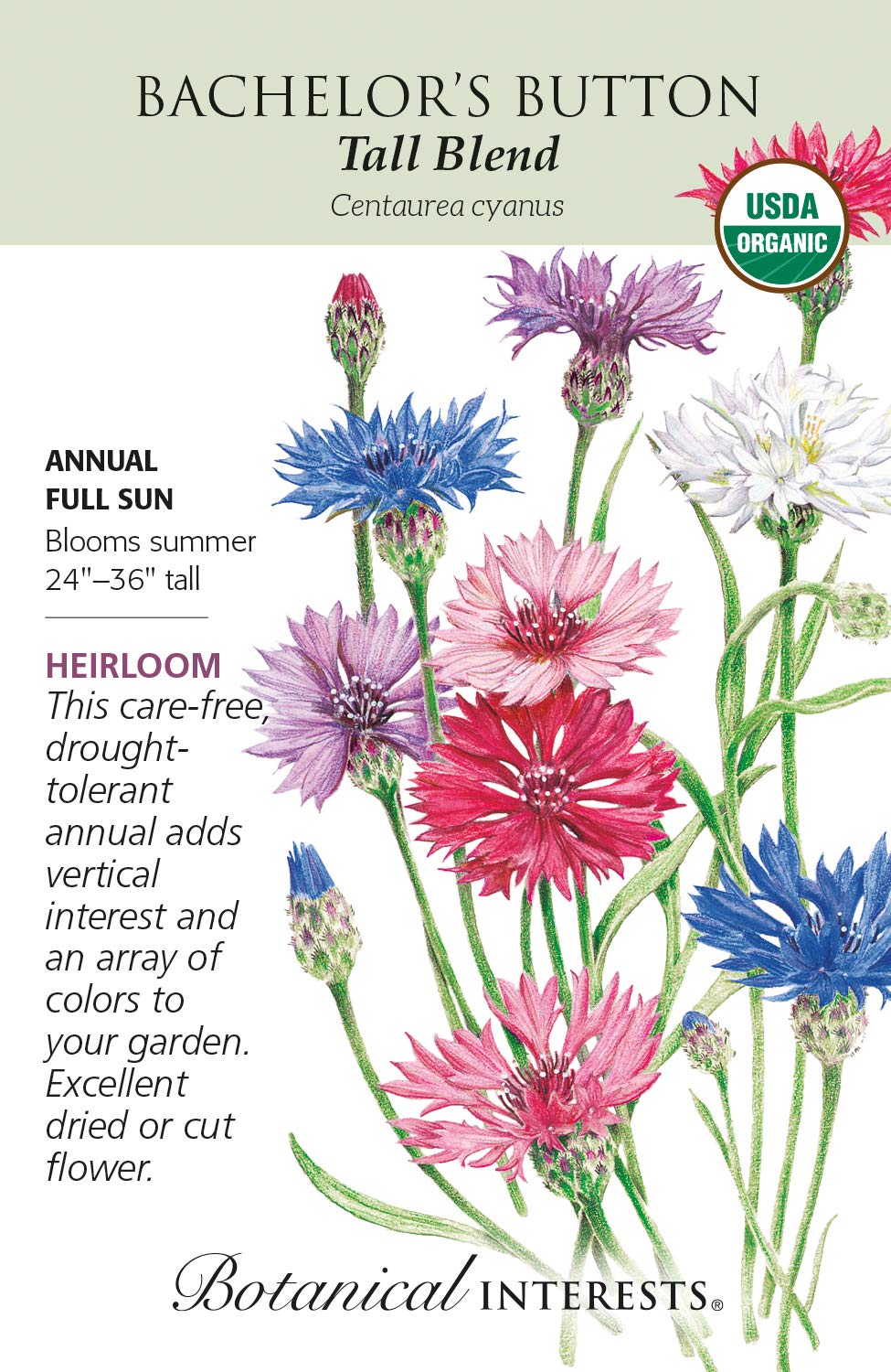 Bachelor Button Tall Organic Flower Seeds - Premium Quality For Vibrant Gardens