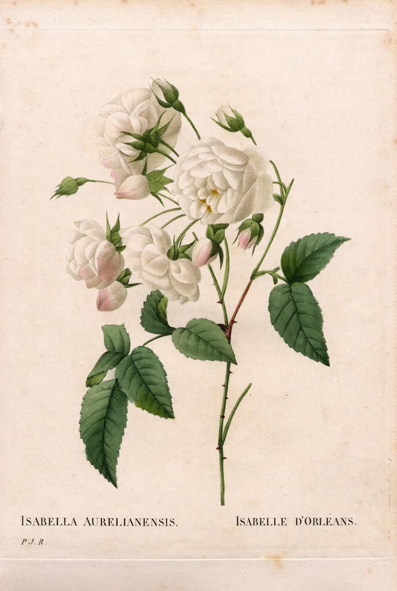 POSTERIIk Famous Modern Artwork Art Mural Duchess d'Orleans rose Rosa gallica variety by Pierre Redouté Oil Paintings Pictures for Home Decor 60x90cm
