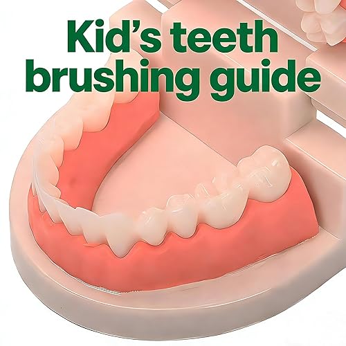 Miniatura 3 de Modelo de dientes estándar, YOFAN Kids Dental Teaching Study Supplies Adult Standard Typodont Demonstration Dental D