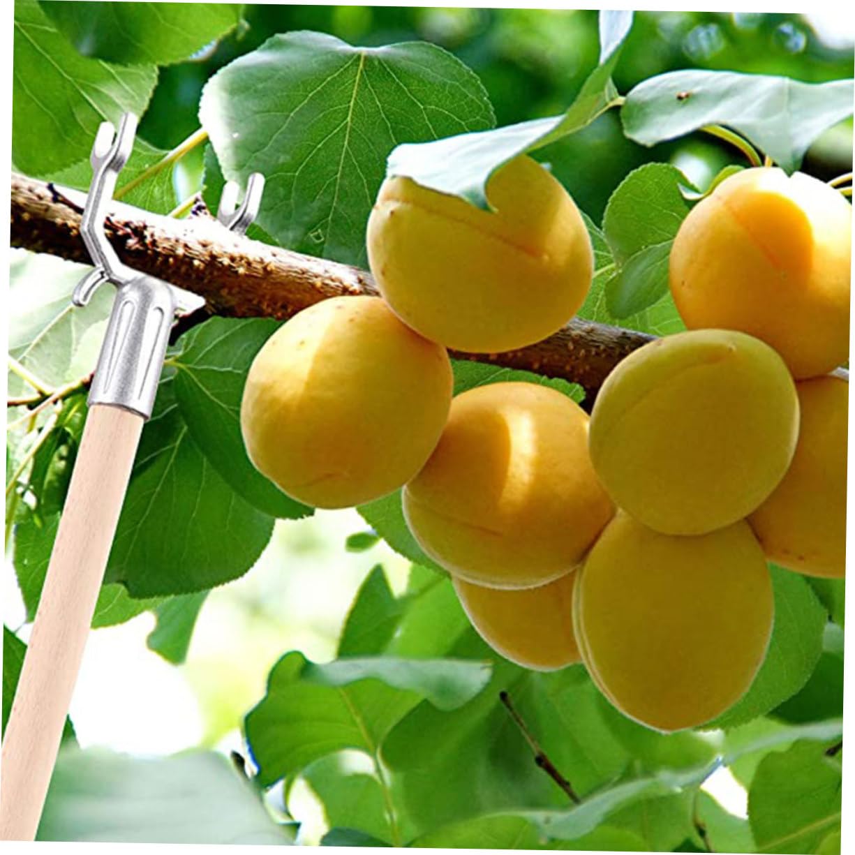 Sostieni I Tuoi Alberi Con I Supporti A Forcella In Metallo, Kit Di 10 Pezzi Per Raddrizzare Rami Di Alberi Da Frutto, Vigneti E Piante Da Giardino