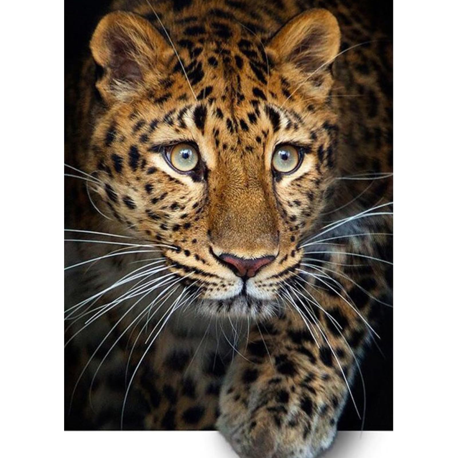 QENSPE Diamond Painting Kits Leopard 5D Diamond Art Full Drill