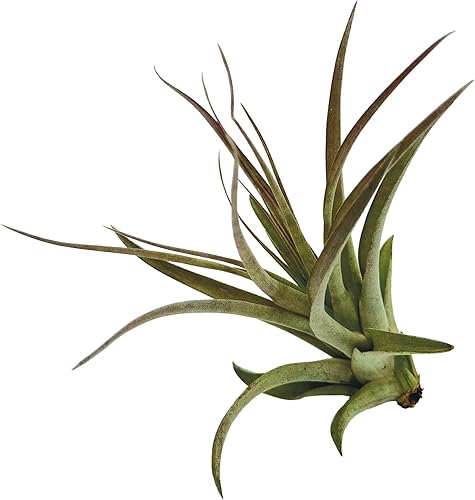Miniatura 10 de ragnaroc Planta de aire vivo  Tillandsia Capiput, Jumbo 6-9 pulgadas  2 unidades  Llegada viva garantizada  Plantas de interior para decoración del