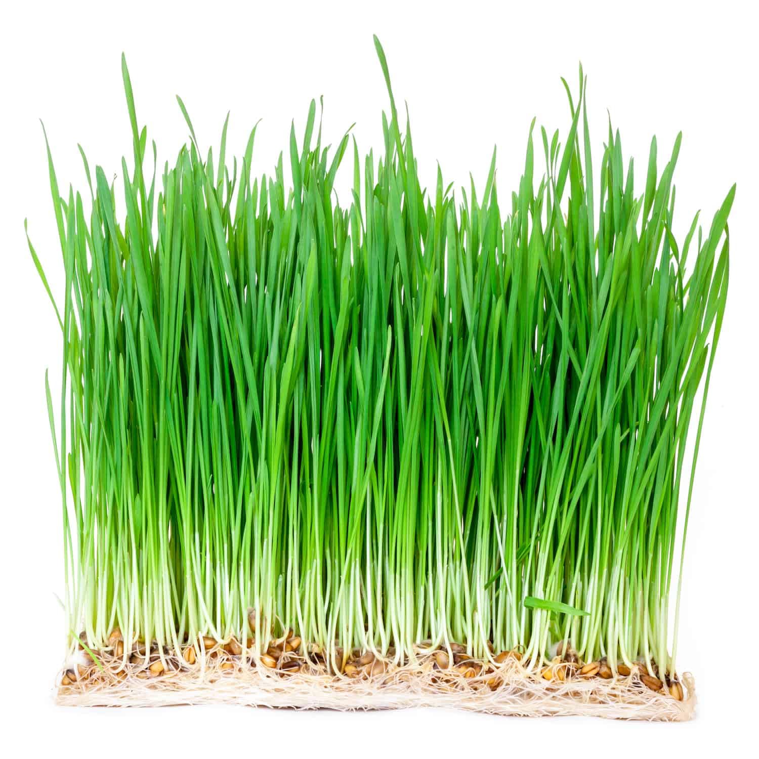 Organic wheat grass seeds for juicing, High germiantion (4500 seeds) (B0CMCX56RW) Amazon Price History, Amazon Price Tracker