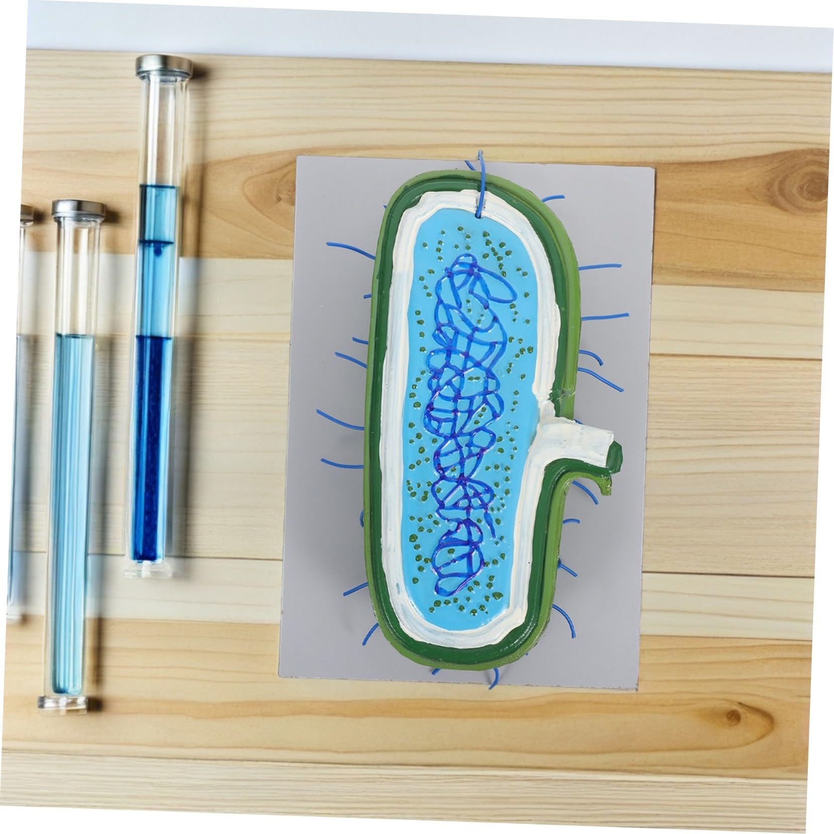 Zellkernmodell als Vergrößertes Kunststoff Biologiemodell für Unterricht | Zellstrukturmodell , Ausstellungsmodell für Schüler , Detaillierte Organellen Darstellung
