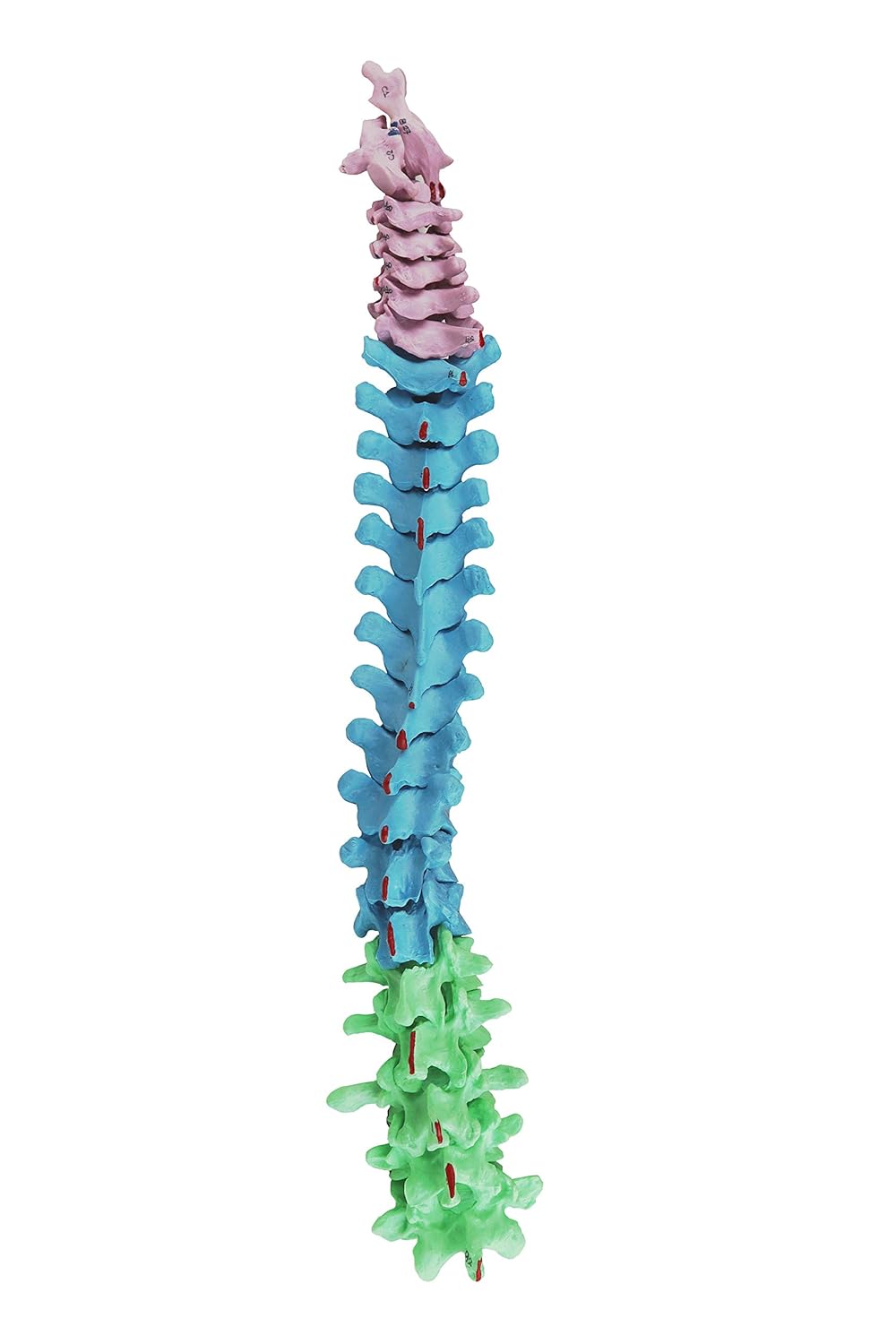 Vision Scientific VAS247-CC0 Total Disarticulated Skeleton | 5 Color-Coded Vertebrae, Muscle, Bones & Osteological Features Numbered for Identification | 3-Part Skull | W Manual & Carrying Case