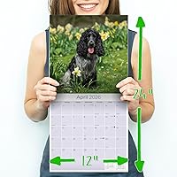 Vista 116 de Razas de Perros 2017