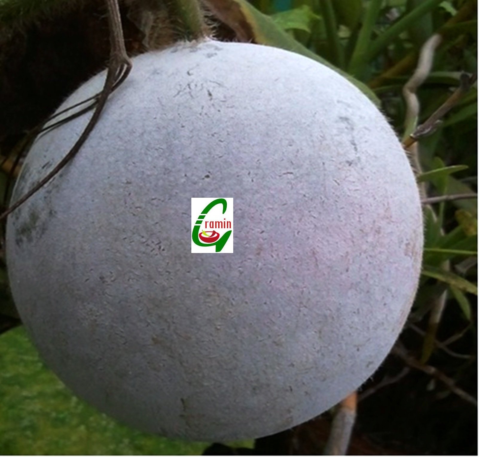 Seed Stores: Hybrid Ash Gourd Viraat (016) Rare Large Round Wax 6-8 Kg Fruit For Terrace Kitchen Balcony Gardening 12 Seeds (B00PWDE82Q) Amazon Price History, Amazon Price Tracker