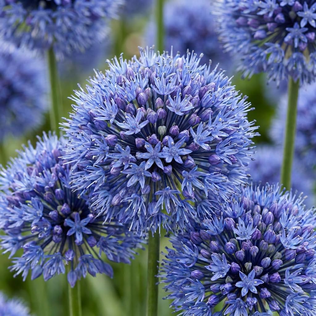 Green boutiQ - 320x Allium Caeruleum - Ail bleu - Bleu - Floraison estivale - Calibre 4/5