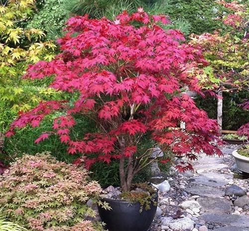 Miniatura 2 de 25 semillas de árbol de arce japonés rojo Acer Palmatum resistentes ornamentales para paisajismo no transgénico
