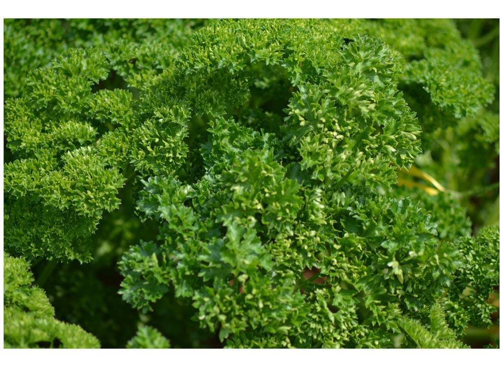 PREMIER SEEDS DIRECT - Parsley Seeds - Triple Moss Curled (60 Grams)