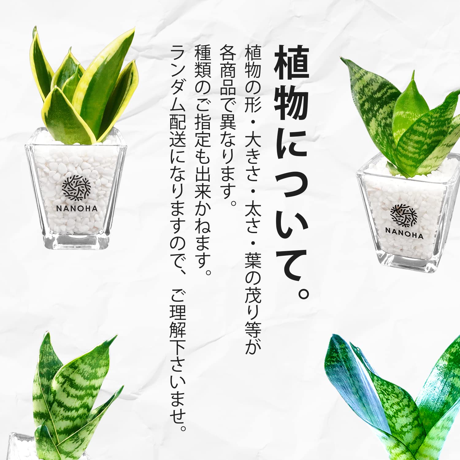 Amazon｜サンスベリア サンセベリア 白玉砂利 土を使わない観葉植物