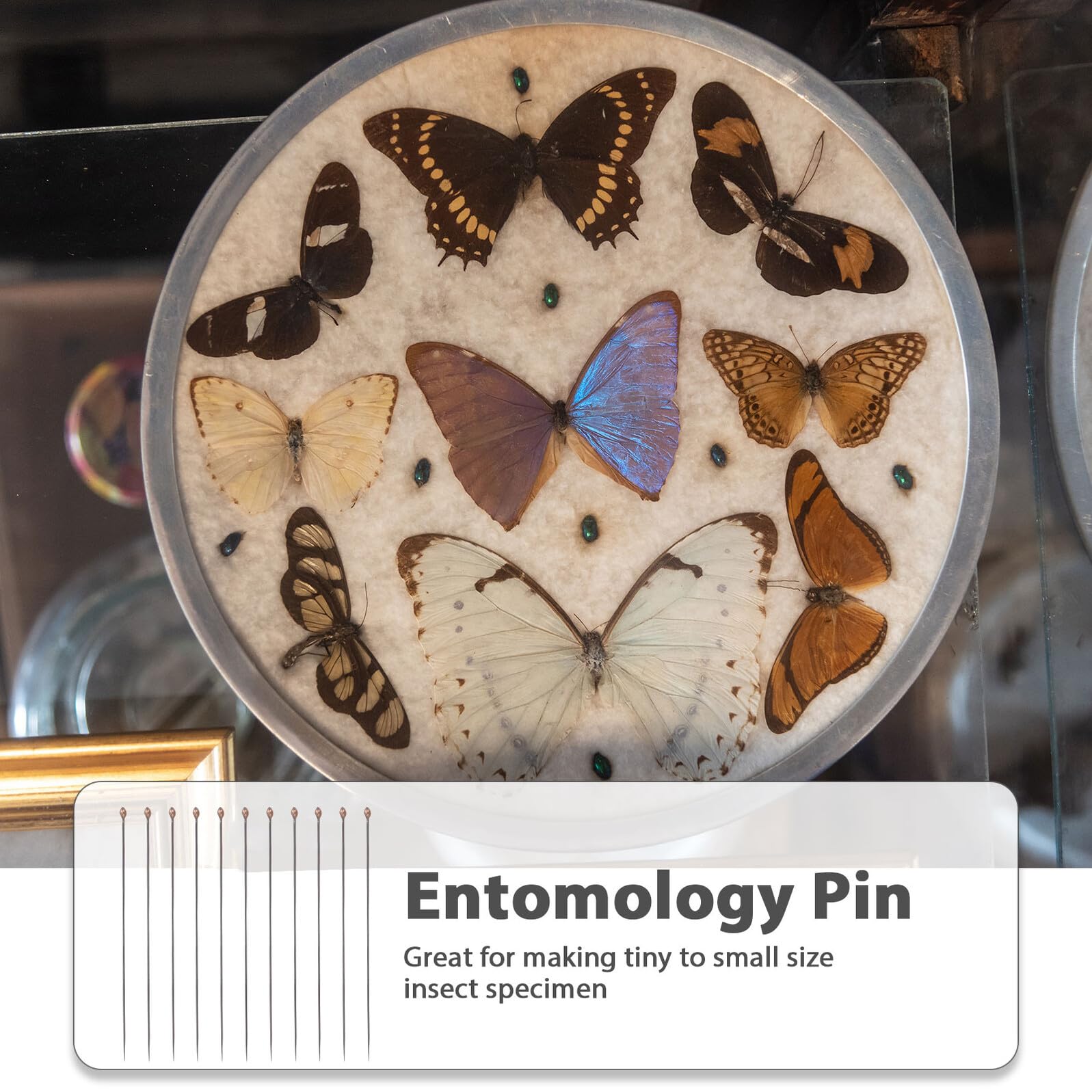 FRCOLOR Épingles Entomologiques Noires en Acier Inoxydable, Kit D’aiguilles de Fixation pour Spécimens D’insectes, Amortissement Précis Anti-reflets, Accessoires pour Laboratoire
