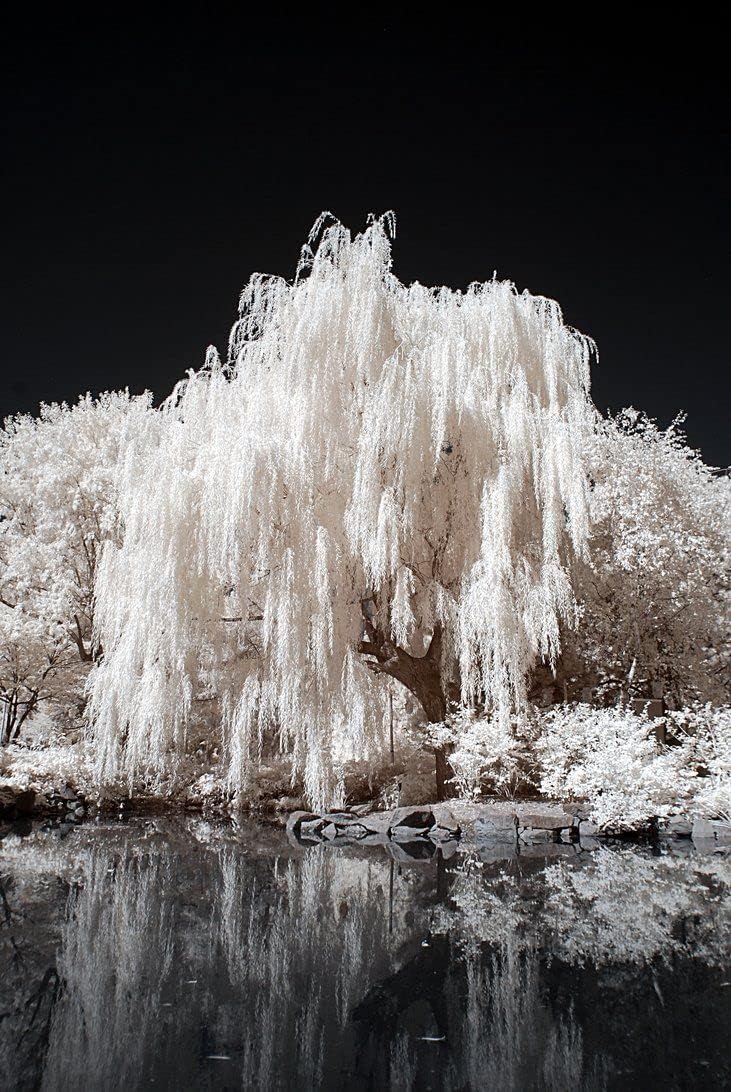 35+ Seeds- One White Willow Tree Seeds - Silver Leafs Shimmer in The Sun -Beautiful Outdoor Shade or Privacy Trees (B0C99V2YJR) Amazon Price History, Amazon Price Tracker