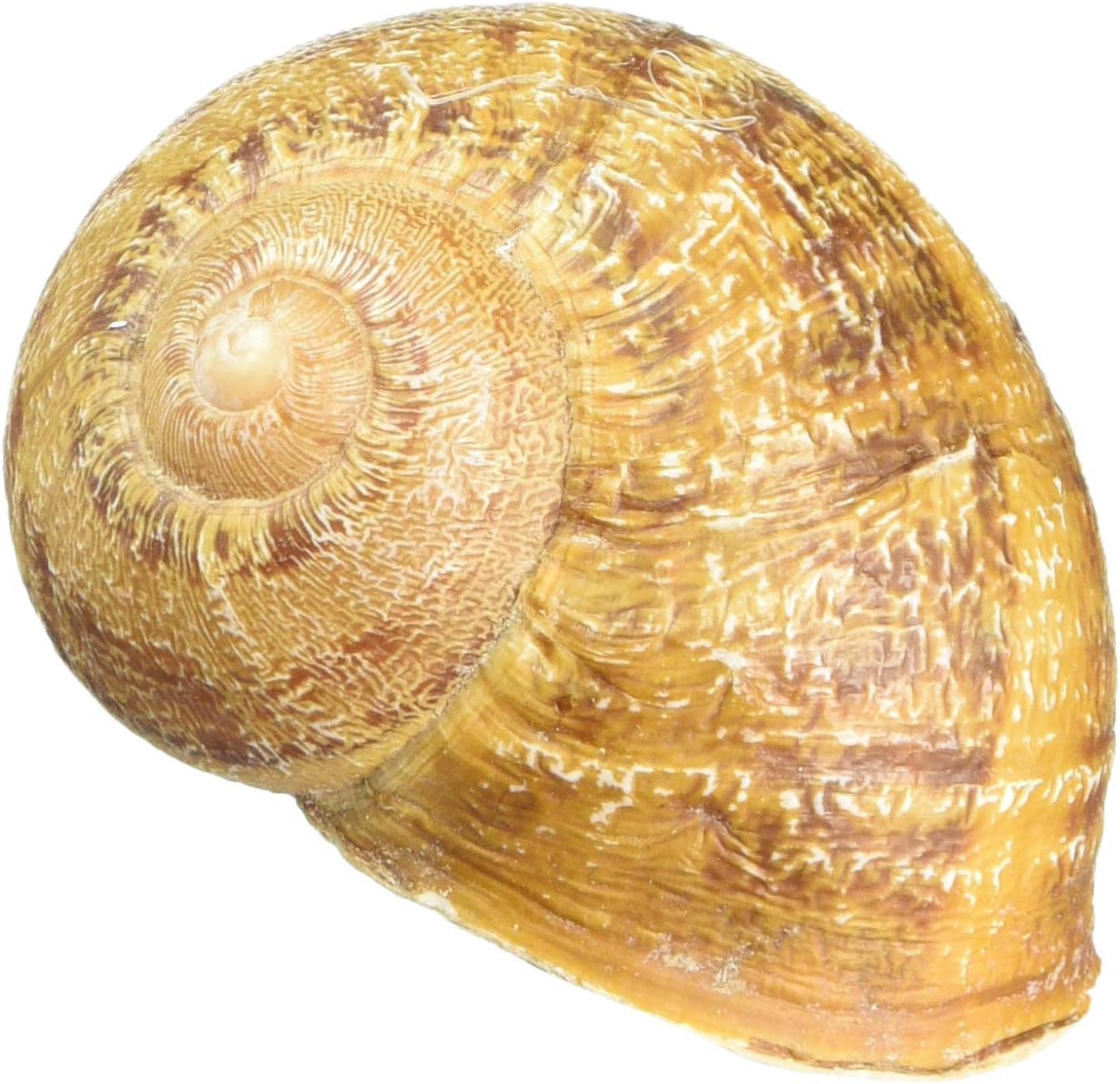 geo-versand 50 x riesige Weinbergschneckenhäuser, Große Leere Schneckenhäuser, Weinberg Schnecke, gereinigt Deko Geocaching Aquarium