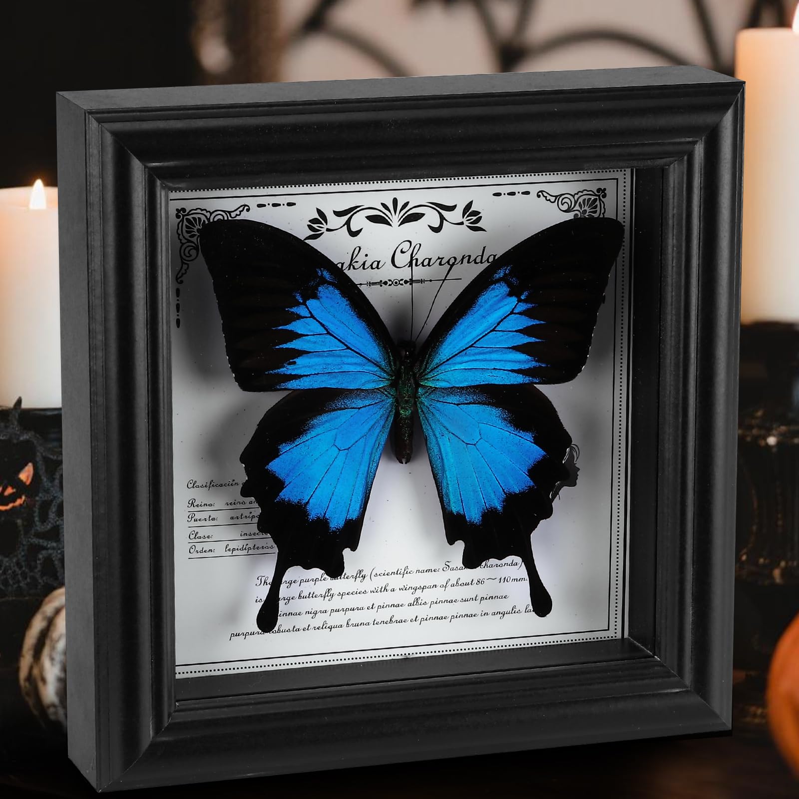 Butterfly Shadow Box with Real Framed Butterflies - Museum-Quality Taxidermy Animals Display - Perfect Butterfly in Frame Collection (E-Ulysses Butterfly Red Background)
