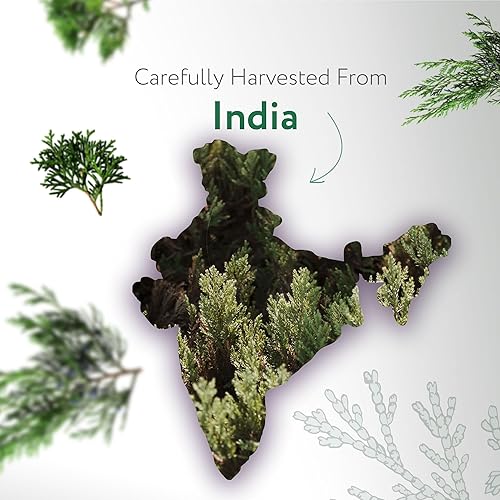 Miniatura 3 de HBNO Aceite esencial de madera de cedro (himalayano), enorme tamaño de 4 onzas, aceite de cedro natural, destilado al vapor, perfecto para limpieza,