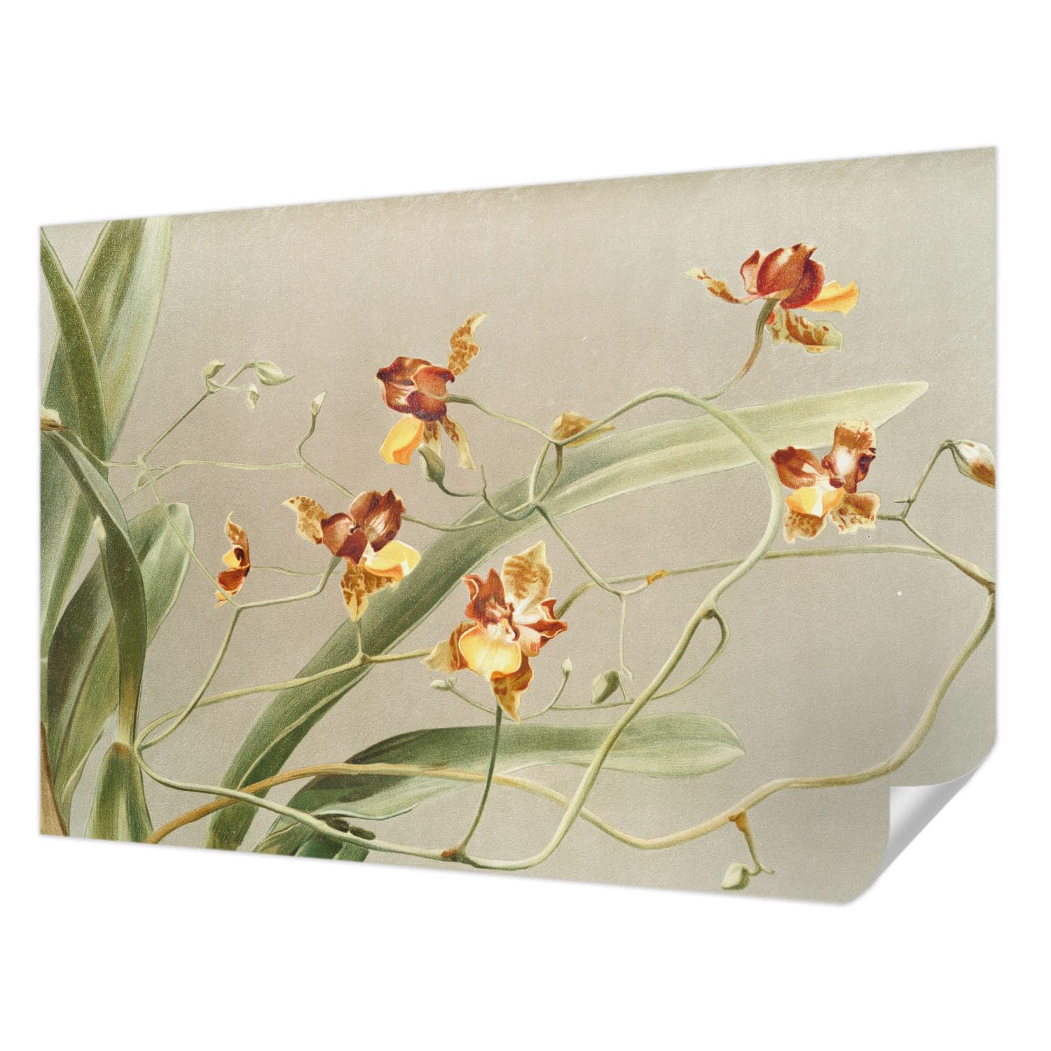 Papier peint autocollant résistant aux taches 152x104 cm motif orchidées