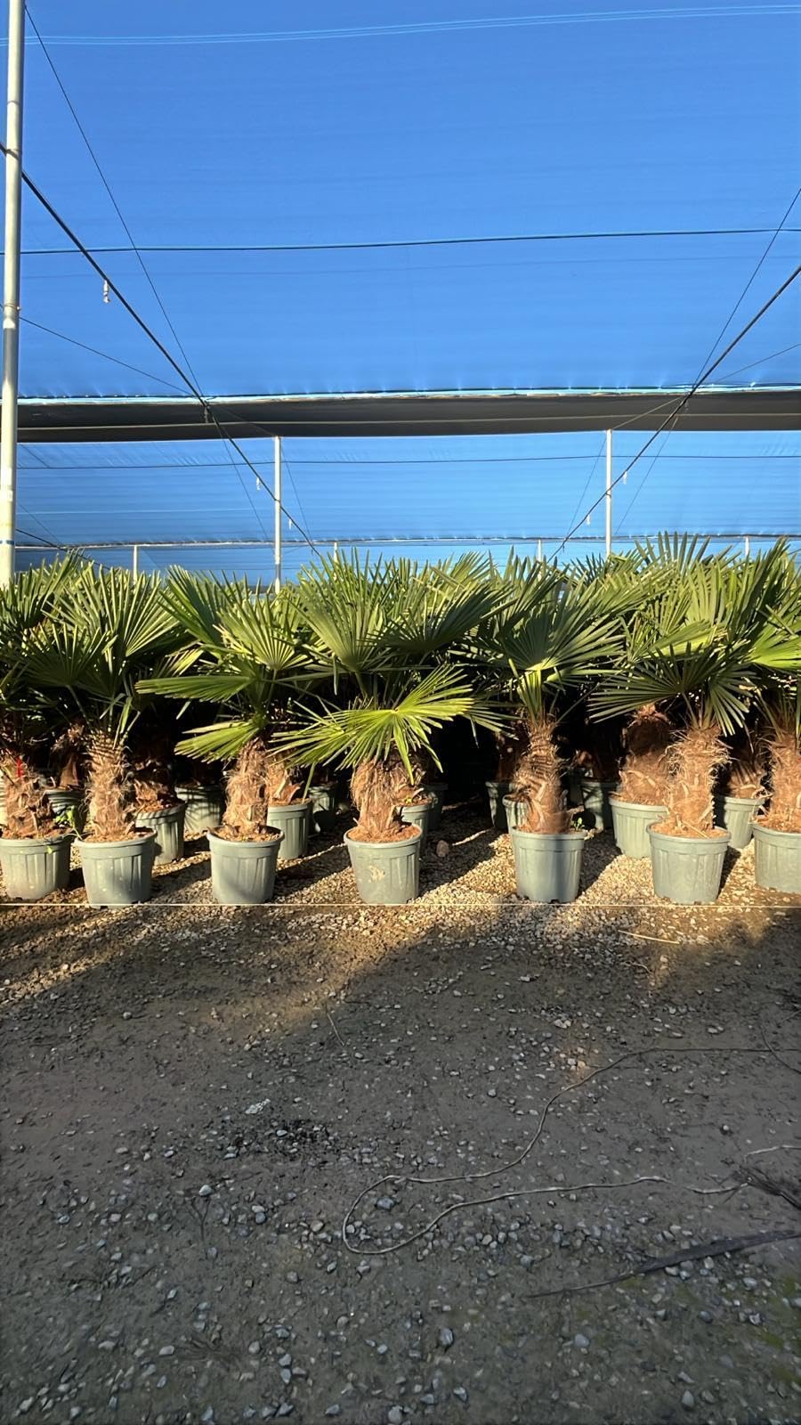 Trachycarpus Fortunei Palmier chinois éventail 140-160 cm pot Ø 33 cm résistant -18 °C