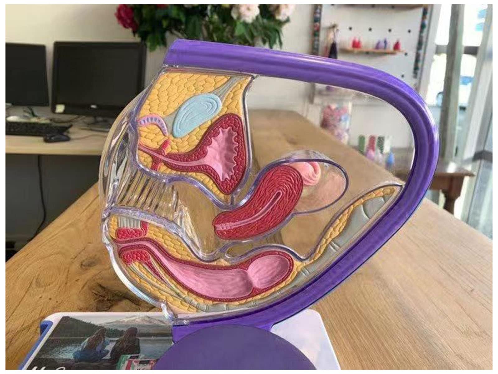 GTHTUHFD Transparent Uterus Model, Human Model - Include Pelvic Cavity Abdominal Bladder Ovary Rectum Coccyx Anatomy Teaching Model For Educational Learning
