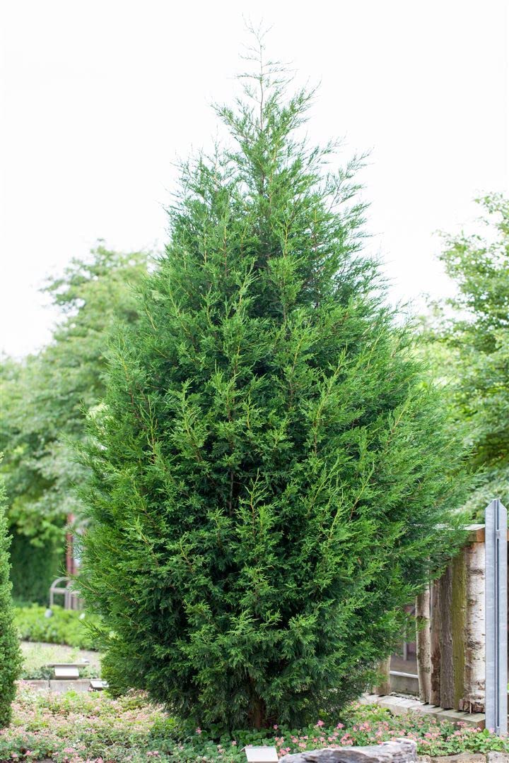 Leyland-Zypresse Cupressocyparis leylandii 125-150 cm winterhart
