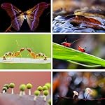 Macro Photography Flash Softbox Diffuser Kit, pour Macro Bijouterie Insect Photographie,Portable Speedlite Flash Diffuseur Softbox,Compatible avec tous les macro-objectifs, objectifs de zoom, etc(Focus Lamp non inclus)