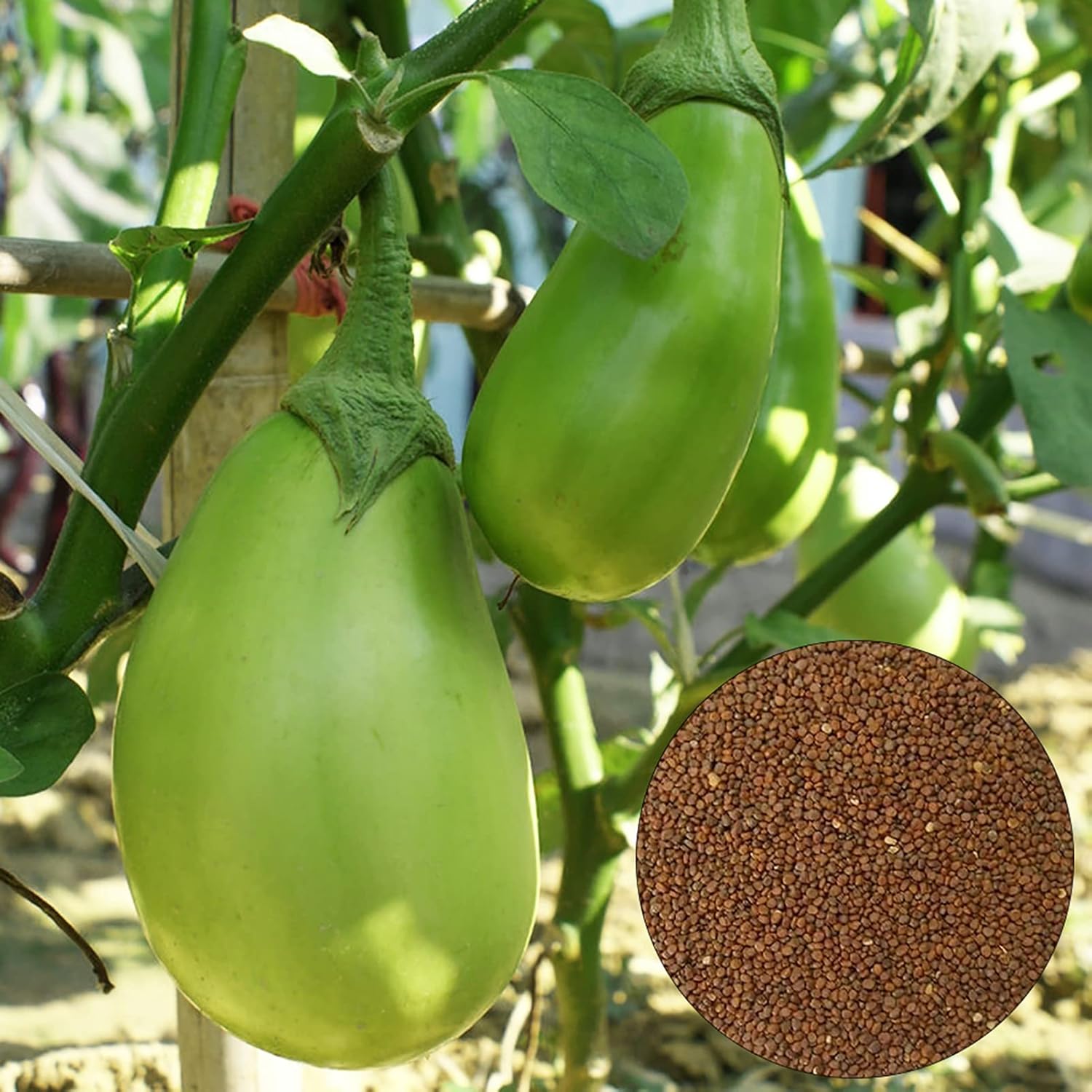 Green Eggplant Seeds Growing Kit High Yield Nutritive Fresh Aubergine Seeds for Outdoor Growing Seeds 1size