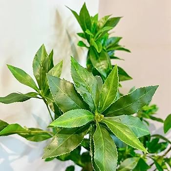 ひんちゃん様。。天然ドウダンツツジ。 ひんちゃん様。。天然ドウダンツツジ。 ひんちゃん様。。天然