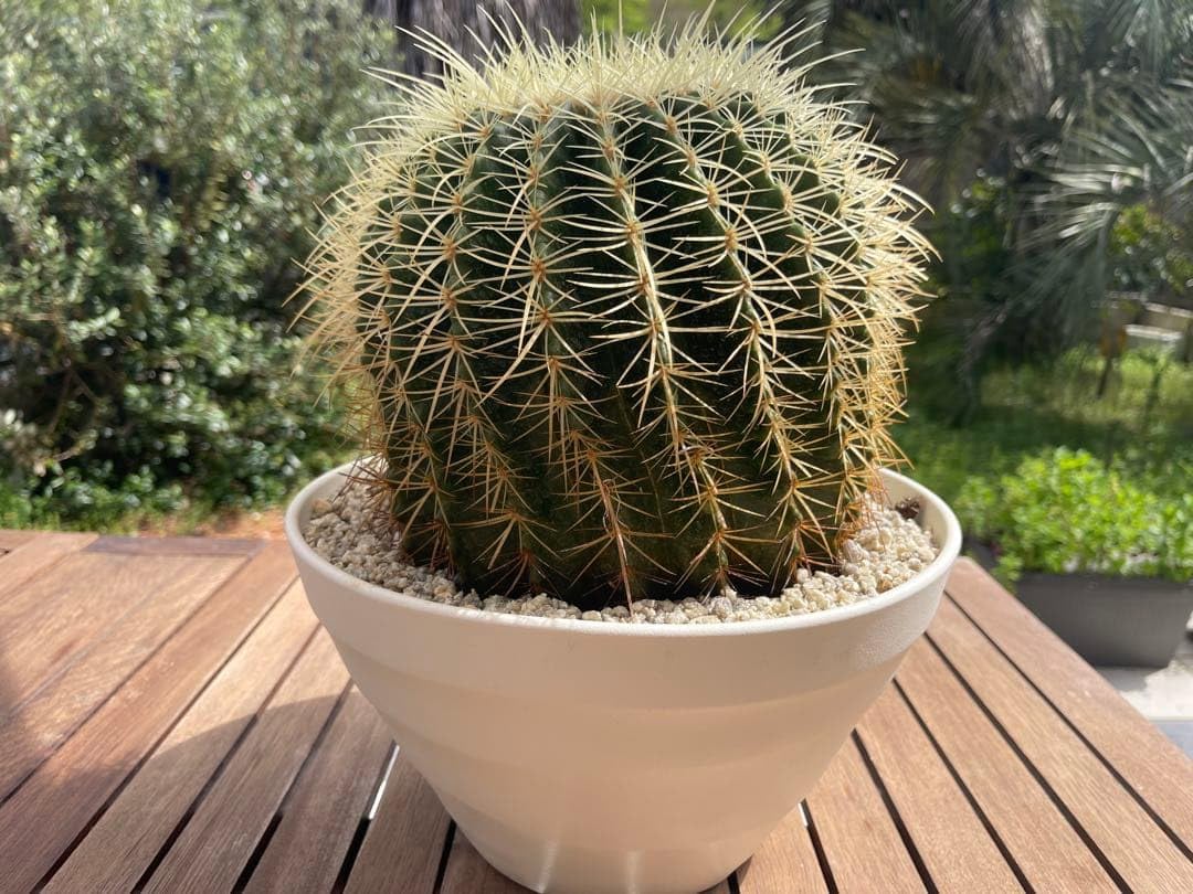 Amazon｜発根済 サボテン 金鯱 10号 キンシャチ大株6｜観葉植物