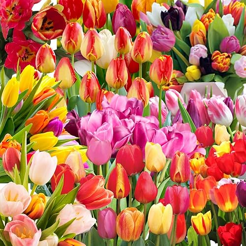 Miniatura 7 de 20 bulbos de tulipanes mixtos, flores de primavera vibrantes, fácil plantación de otoño, bulbos de tulipanes a granel, flores perennes, bulbos