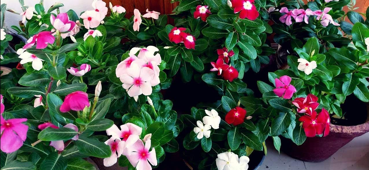 GREEN WORLD Vinca Rosea Dwarf Mixed/Seeds (150 Seeds) (B07R496BGS) Amazon Price History, Amazon Price Tracker