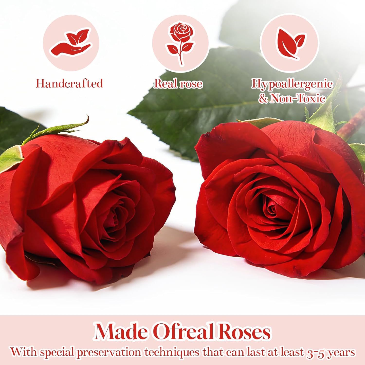 Preserved Roses,Forever Fresh Flowers 7.48in,Gift for Women,Mom,Grandma,Wife,Girlfriend,Sister,and Daughter Perfect for Birthday,Mother’s Day,Valentine’s Day (True Romance1)
