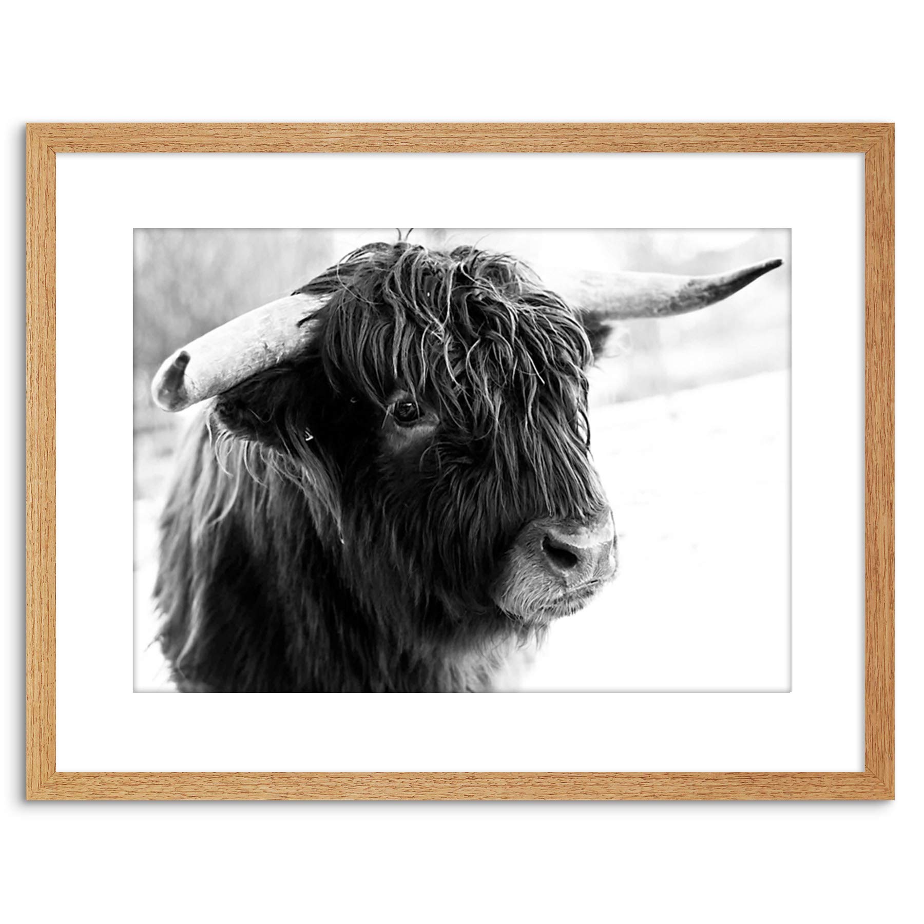 Wee Blue Coo Photo Composition Animal Livestock Highland Cow Bull Framed Wall Art Print
