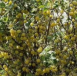 Gelbe Stachelbeere `Lady Sun´, mehltaufeste, dornenarme Sorte, ca. 60cm im 3,5 Liter Topf