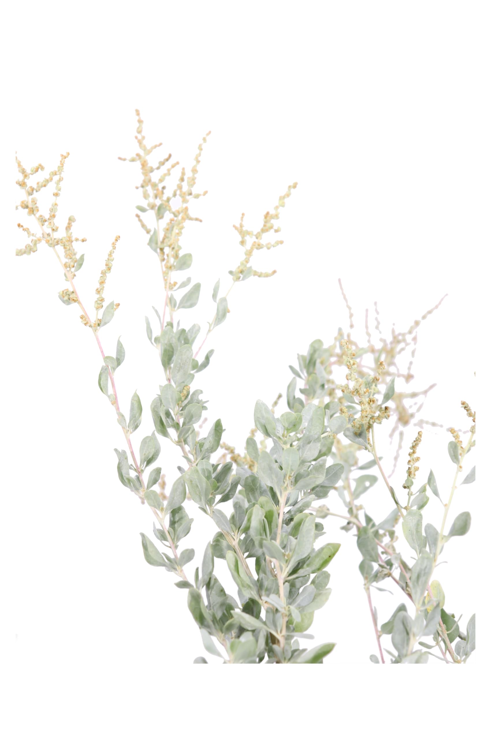Pianta vera di Atriplex Halimus altezza 35 cm diametro vaso: 17 cm - Cespuglio dal colore argenteo resistente per la creazione di siepi o da coltivare in vaso
