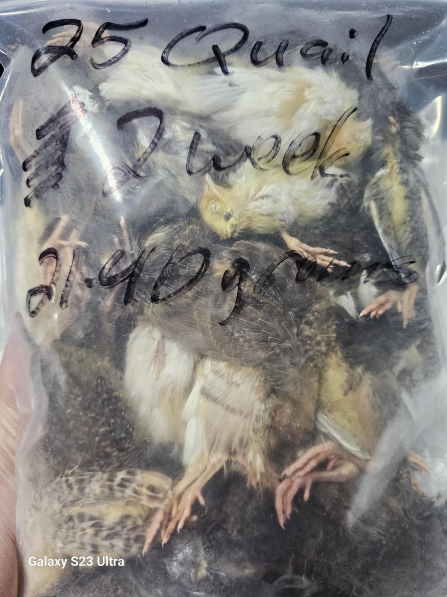 Lafeber's Premium Daily Diet Pellets for Cockatiels