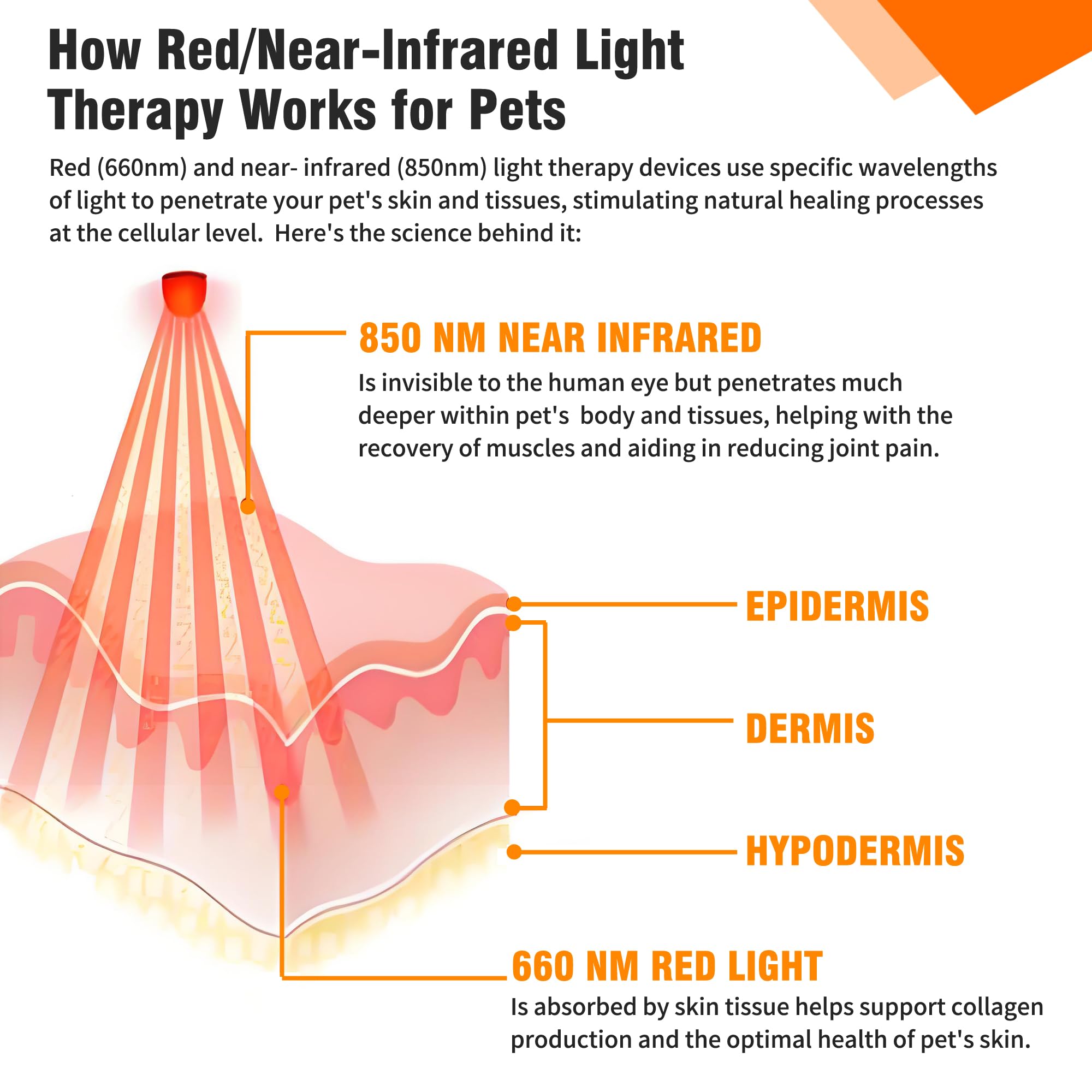 Terapia a luce rossa regolabile per cani, terapia con luce rossa per animali domestici, fascia indossabile portatile per supporto della mobilità e comfort quotidiano, con LED rossi e NIR